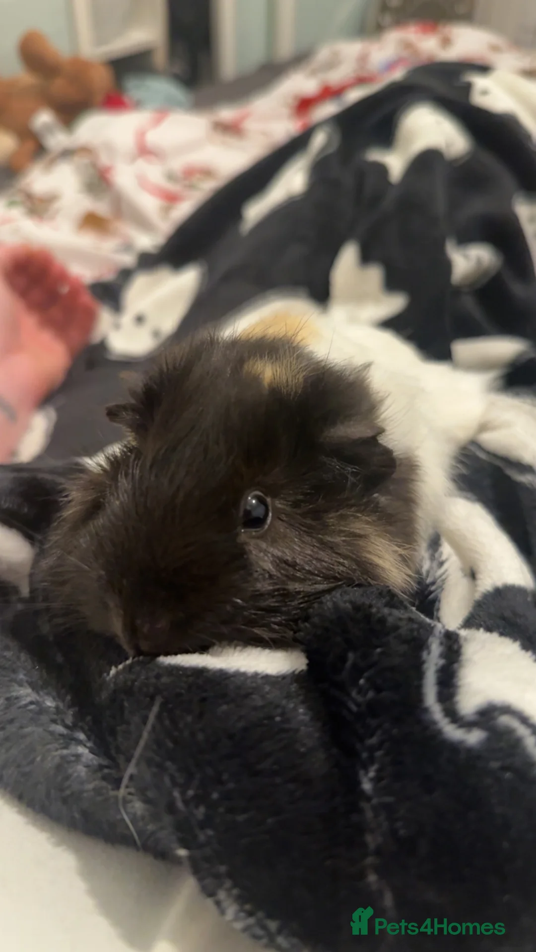 Guinea Pig rodents for sale: 2 bonded females  - Advert 2