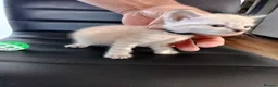 Mixed Breed cats for sale: House kittens  - Advert 13
