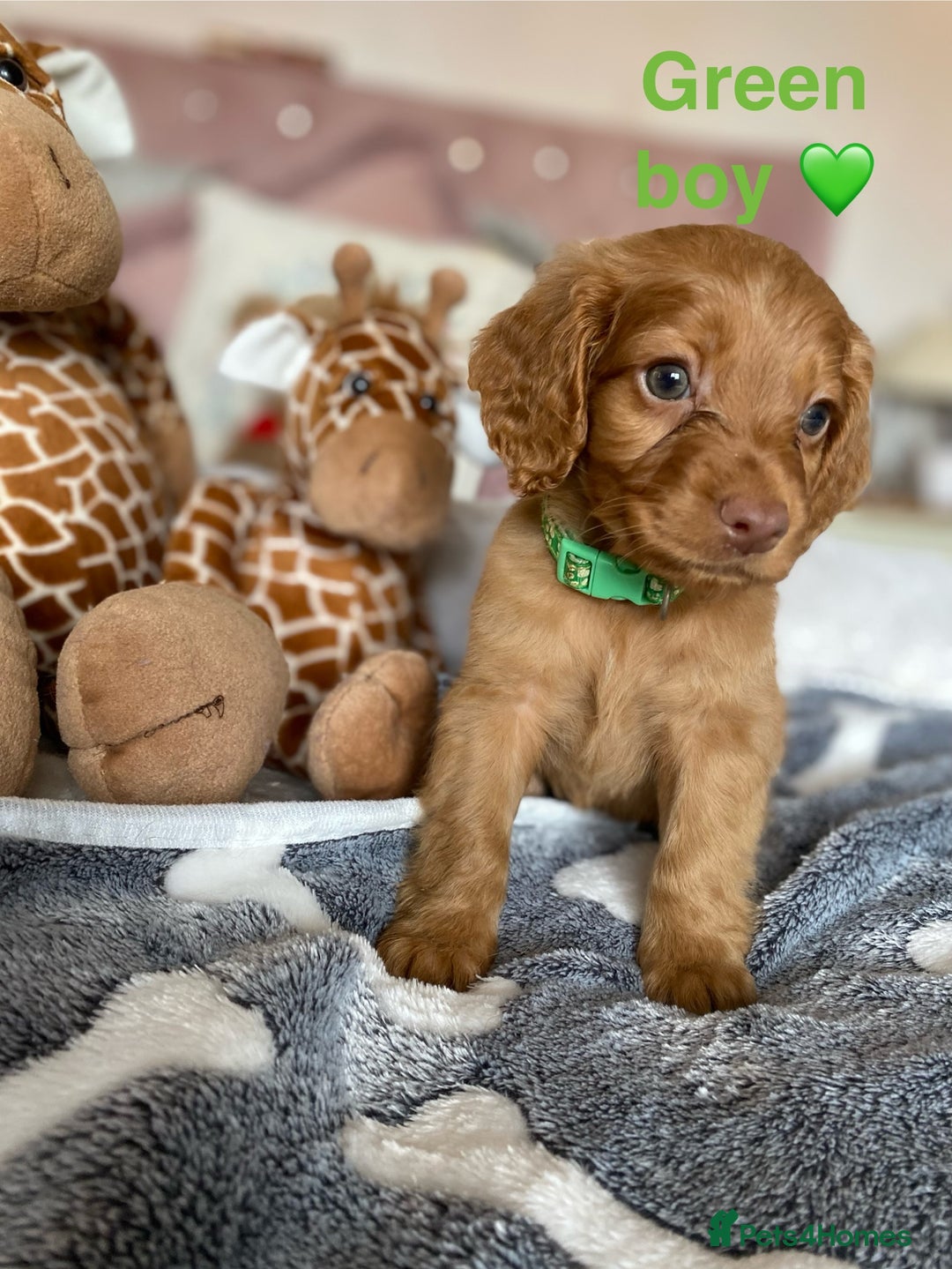 Cockapoo dogs for sale: Cockapoo puppies 💜 - Advert 1