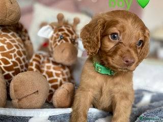 Cockapoo dogs Cockapoo puppies 💜 - Advert 1