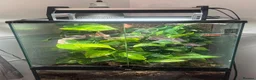 Gecko reptiles for sale: Creasted gecko  in Farnborough - Advert 4