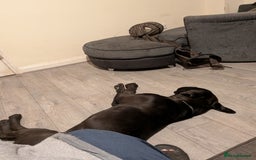 Cane Corso dogs for sale: Cane corso  - Image 1