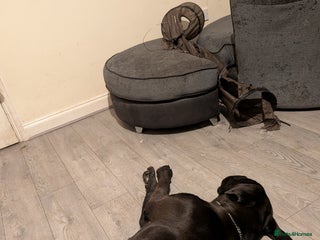 Cane Corso dogs - Advert 1