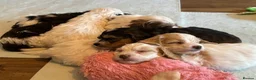 Cockapoo dogs for sale: Reduced - 2 Beautiful Cockapoos.  - Advert 11