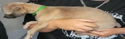 Whippet dogs for sale: Beautiful whippets in Nottingham - Advert 12