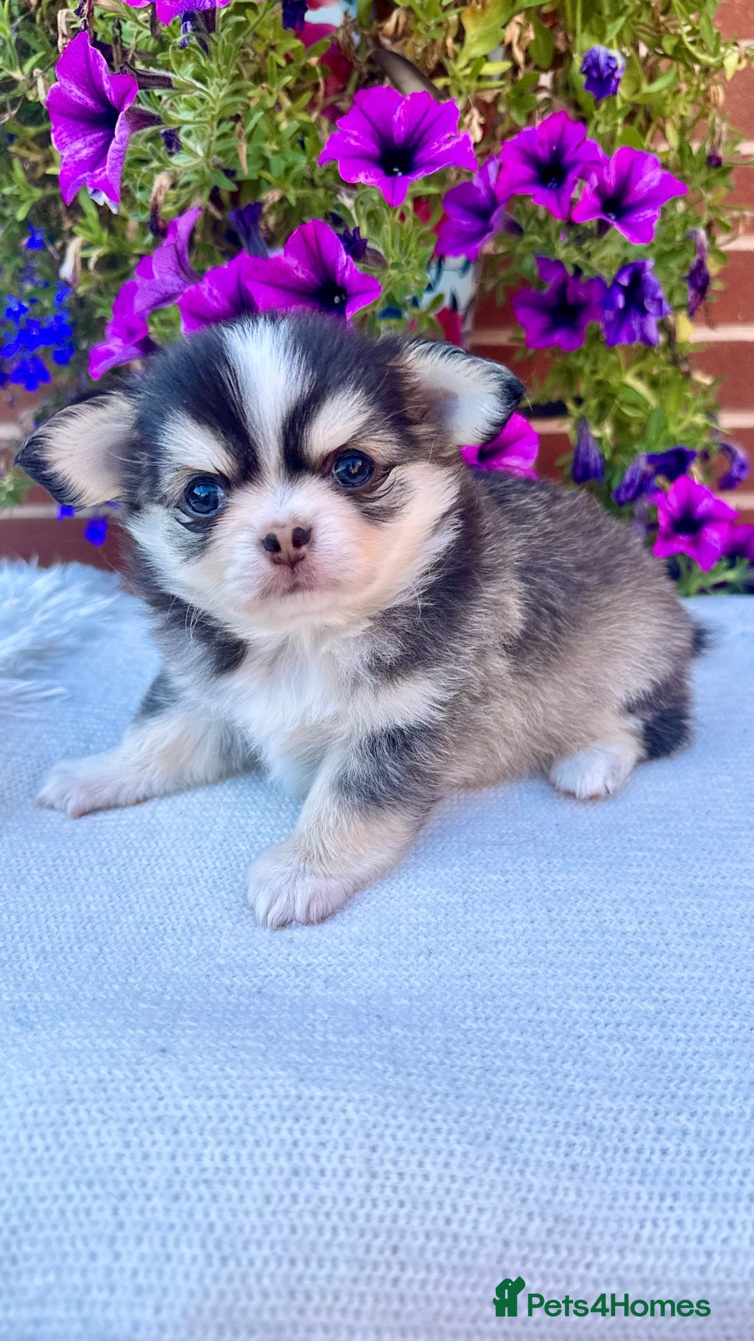 Chihuahua dogs 🤎🐾🖤Exotic LC RKC Husky Marking Boys🖤🐾🤎 - Advert 2