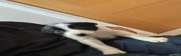 Border Collie dogs for sale: Border collies for sale in Denbigh - Advert 5