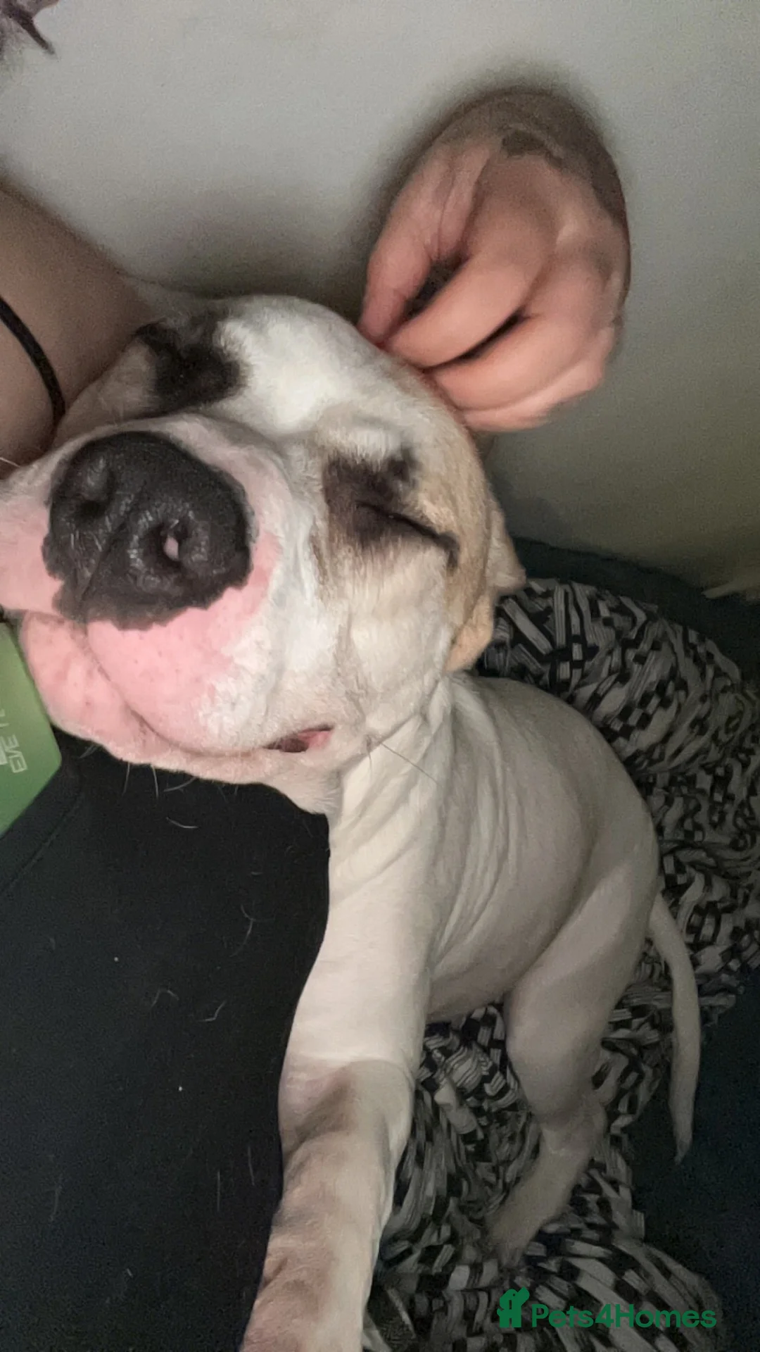 Mixed Breed dogs for sale: 10 month old male puppy  - Advert 2