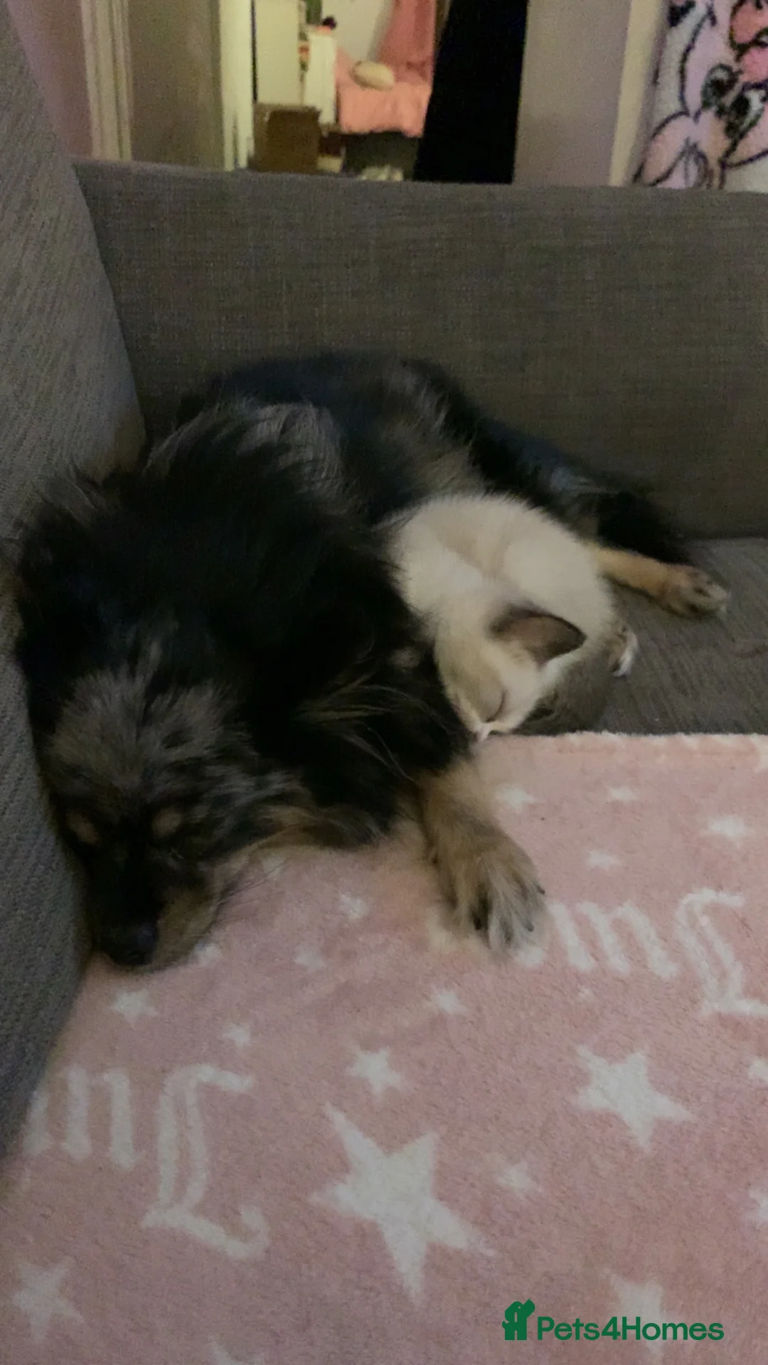 British Shorthair cats for sale: 2 beautiful British short hair kittens  - Advert 15