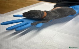 Cane Corso dogs for sale: Lupo D’Italia Kennels - Image 22