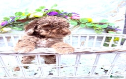 Cockapoo dogs for sale: F1b Cockapoo puppies in Strathaven - Image 1