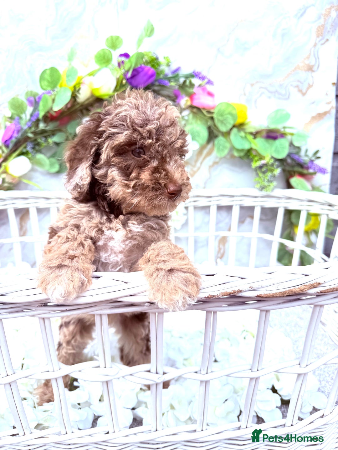 Cockapoo dogs for sale: F1b Cockapoo puppies in Strathaven - Image 1