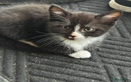 Mixed Breed cats for sale: Kittens Ready now to go the their forever home  - Advert 5