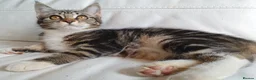 Maine Coon cats for sale: 2 Maine Coon Cross kittens for sale - Advert 14