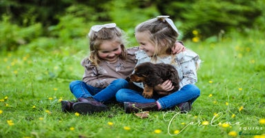 Cocker Spaniel dogs - Advert 3