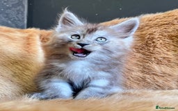 Maine Coon cats for sale: LRC MCS - ONE BLACK SMOKE FEMALE AVAILABLE - Image 2