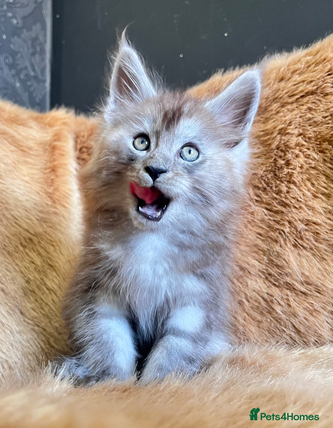 Maine Coon cats for sale: LRC MCS - ONE BLACK SMOKE FEMALE AVAILABLE - Image 2