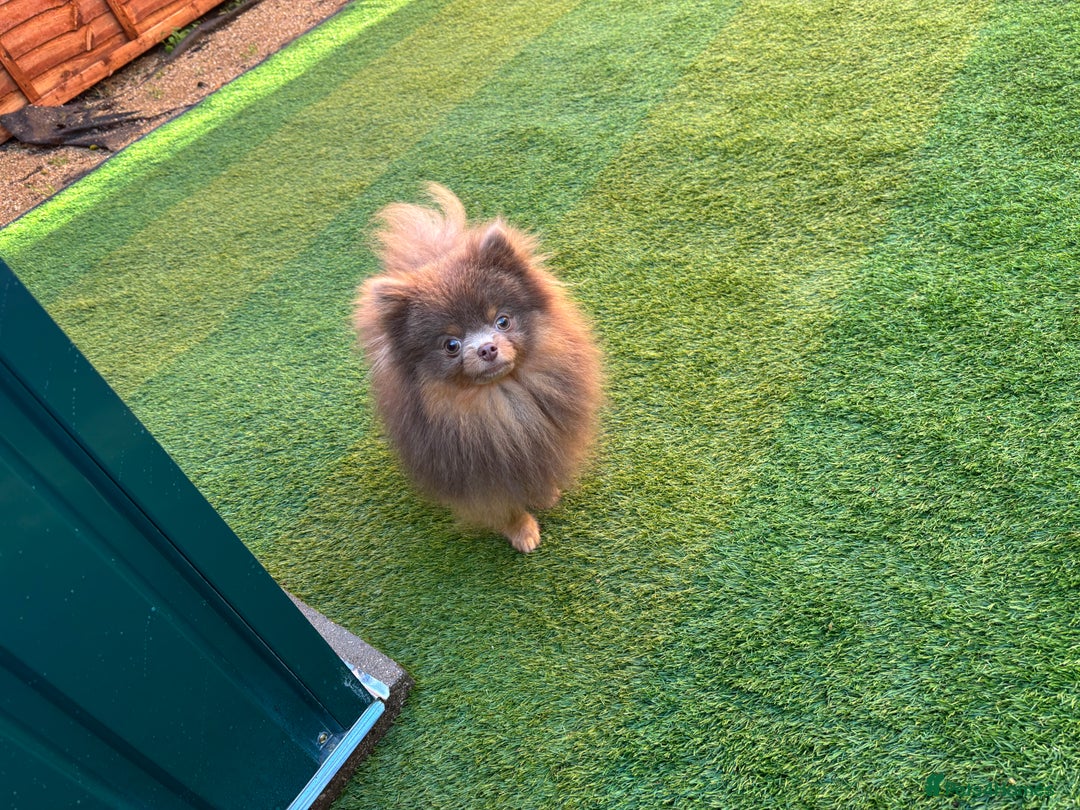Pomeranian dogs for stud: 1.6kgPuppysize teddybear lilac and tan Pomeranian  - Advert 4
