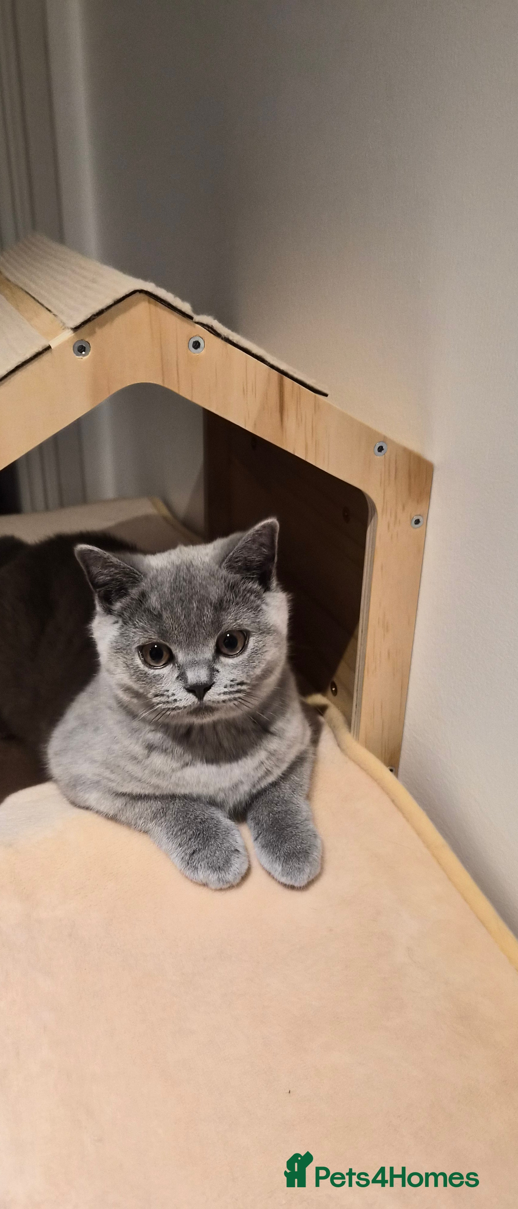 British Shorthair cats GCCF registered BSH kittens for adoption - Advert 2