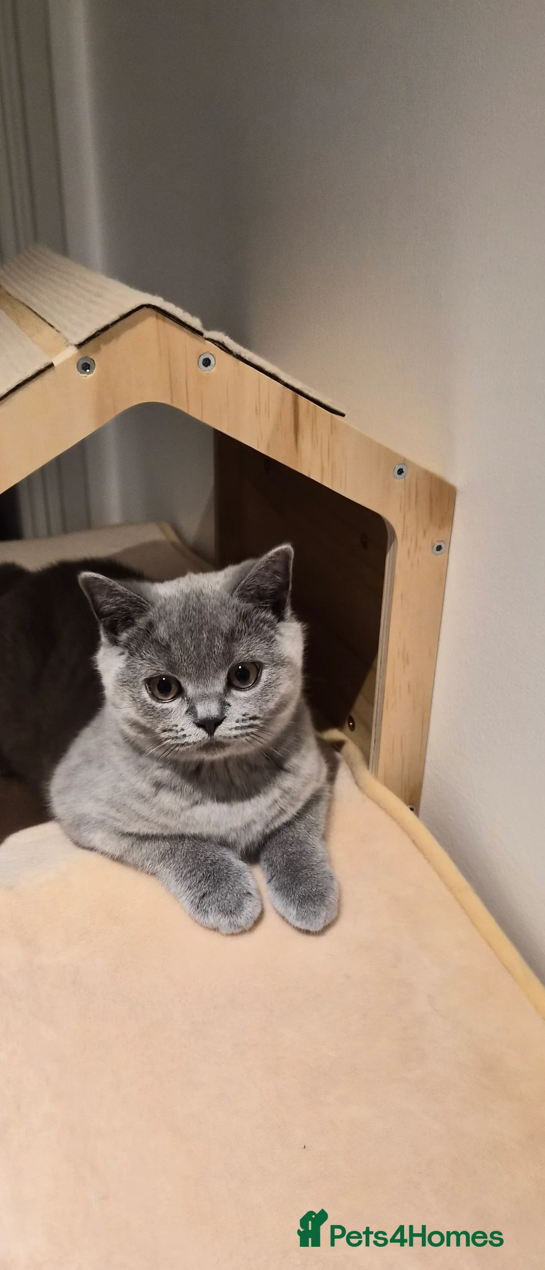 British Shorthair cats for sale: NOW ONLY £900 GCCF registered BSH girl - Advert 2