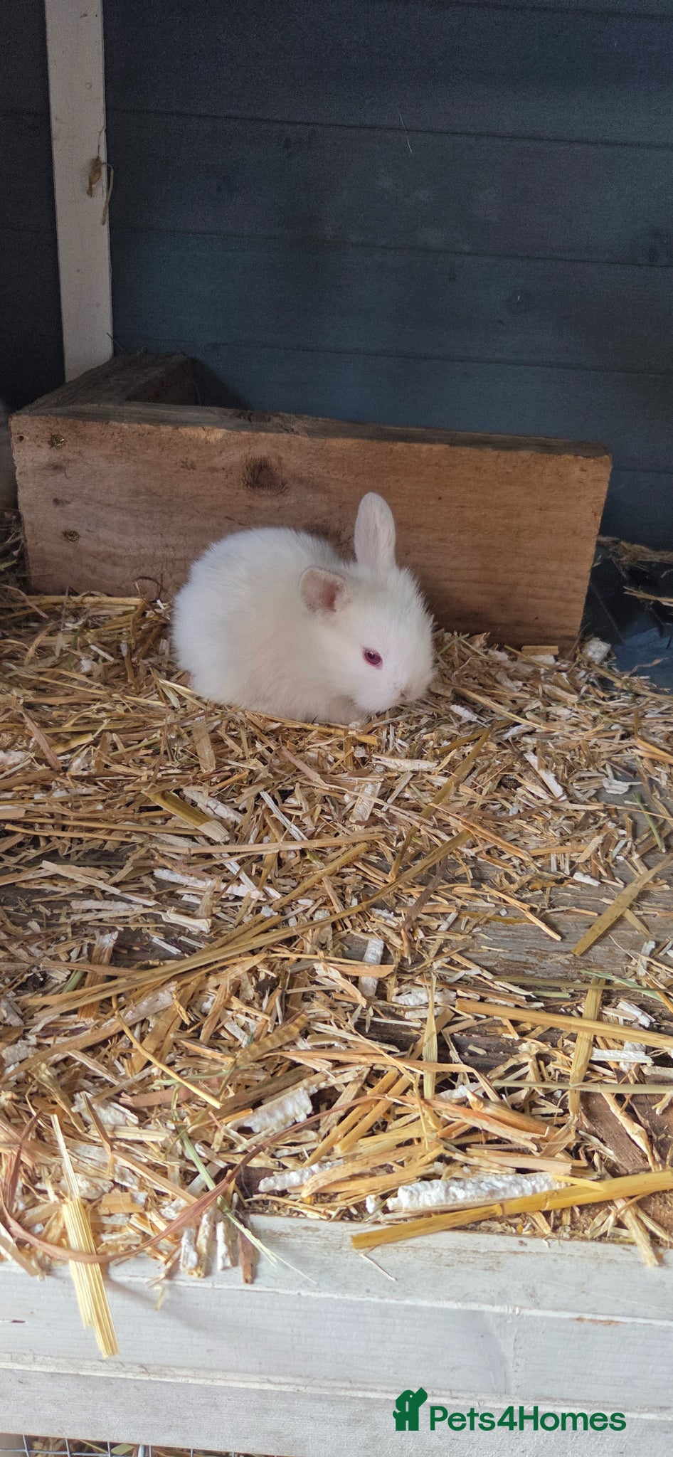 Mini Lion Lop rabbits for sale: Lionlops - Advert 4