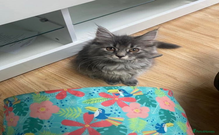 Maine Coon cats - Advert 11