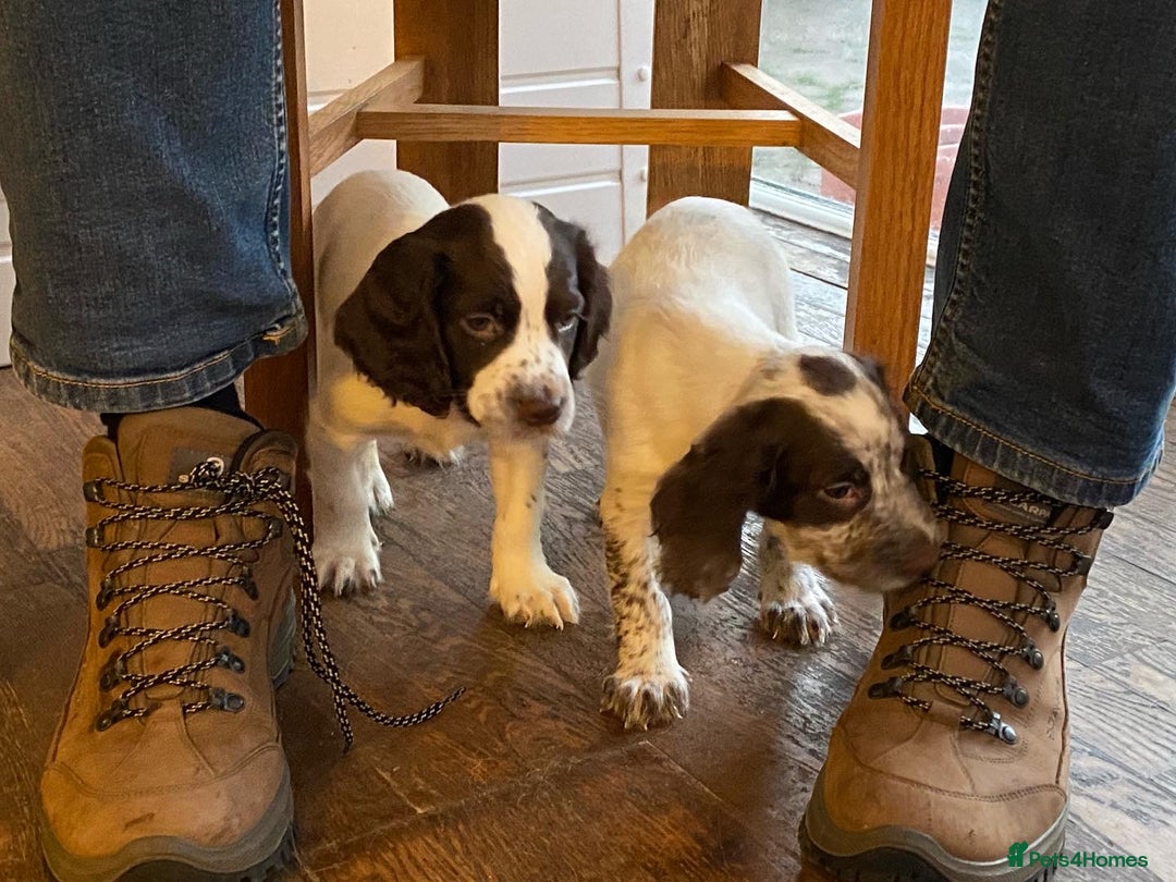 Cocker Spaniel dogs for stud: Chocolate Working Cocker for Stud  - Image 8