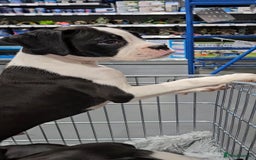 Boxer dogs for sale: READY NOW Kc reg sealed brindle fully vac  - Image 8