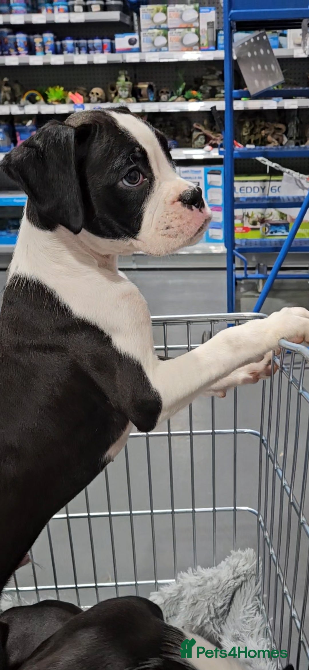 Boxer dogs for sale: READY NOW Kc reg sealed brindle fully vac  - Image 8