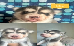 Pomsky dogs for sale: Beautiful husky marked Pomskies  - Image 26