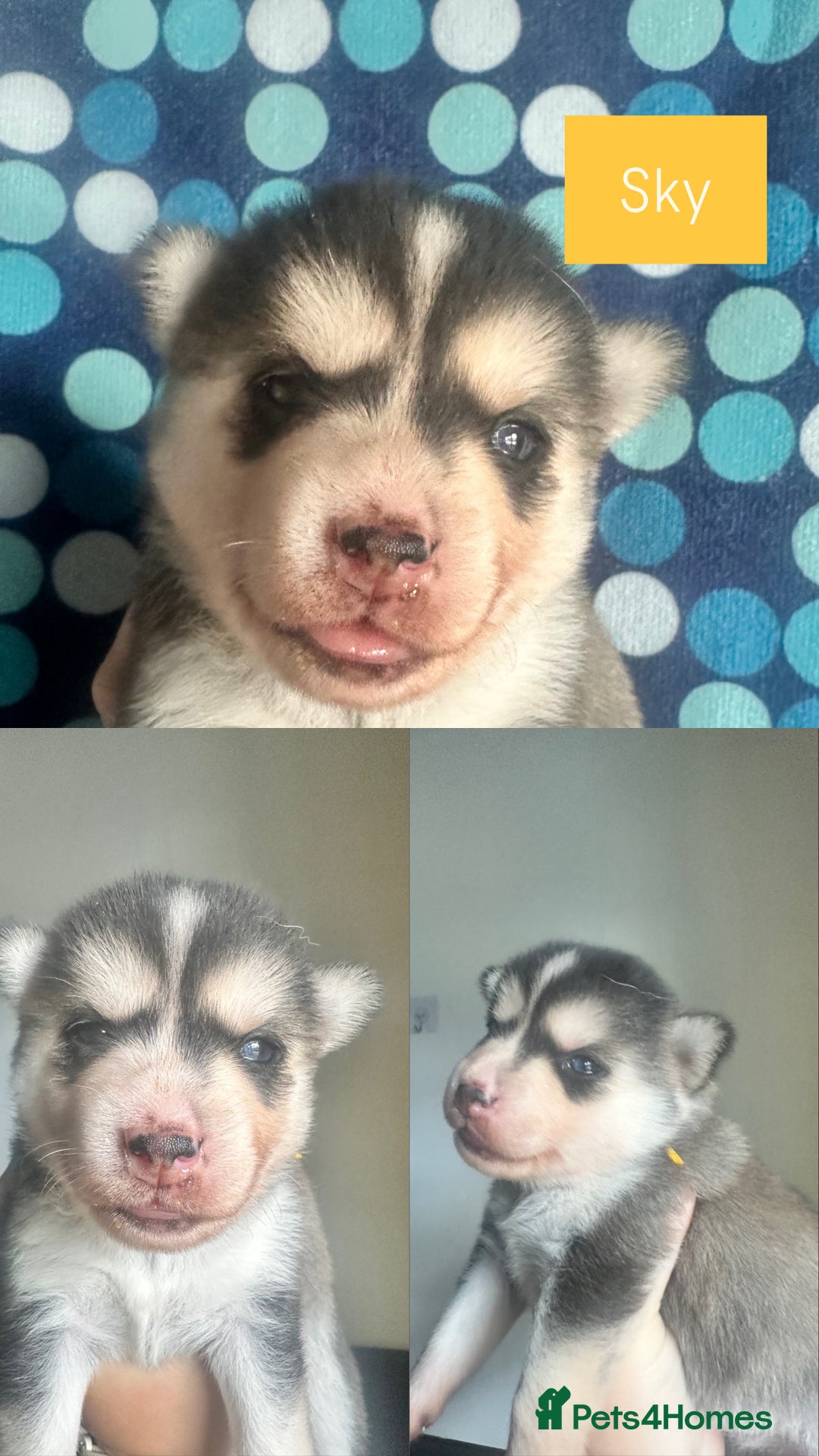 Pomsky dogs for sale: Beautiful husky marked Pomskies  - Image 26
