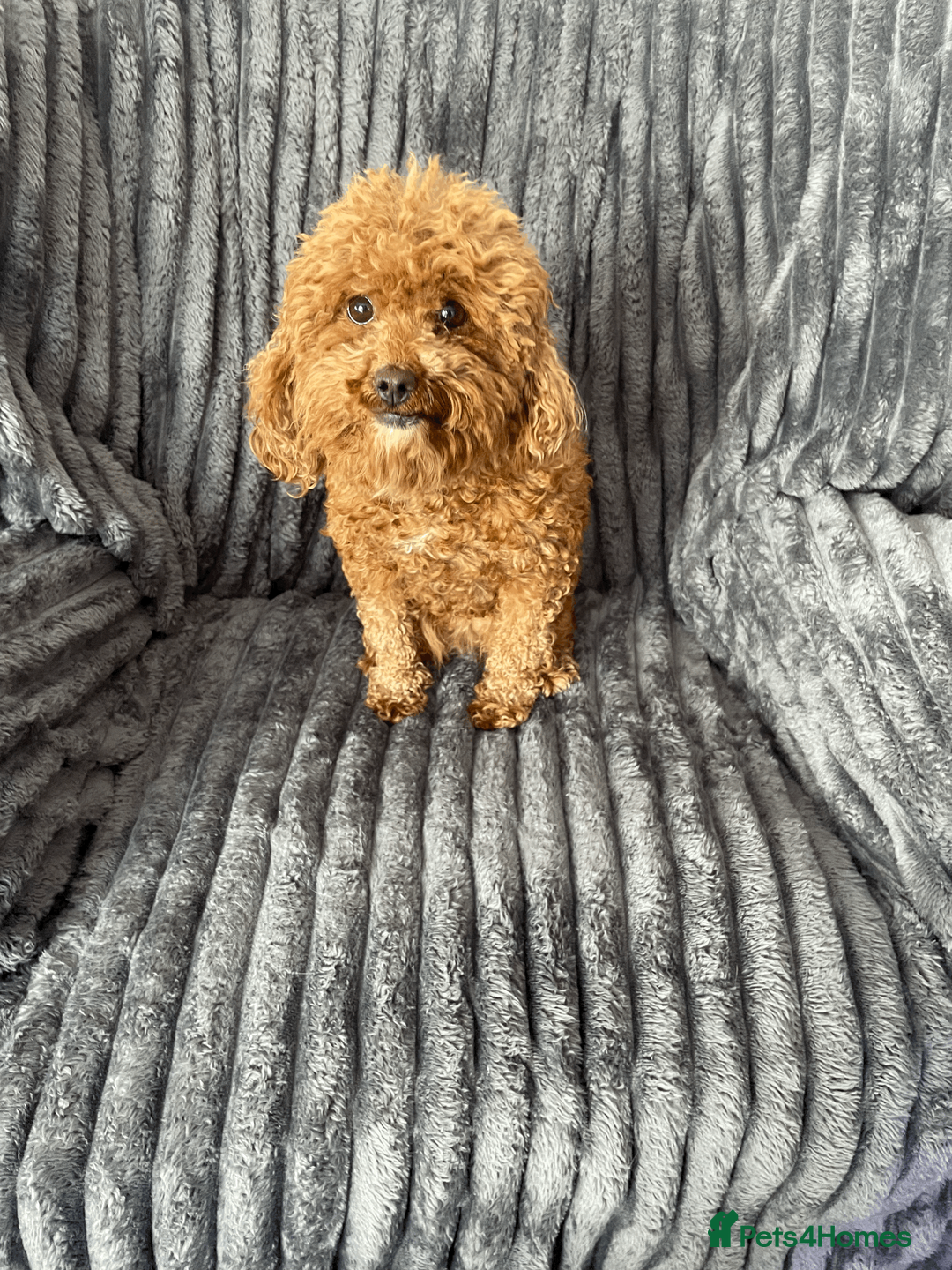 Cavapoochon dogs for sale: 3 yr old female Cavapoochon. Rehoming in Peterborough - Advert 2