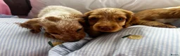 Cocker Spaniel dogs for sale: Show type cocker boys  in Daventry - Advert 10