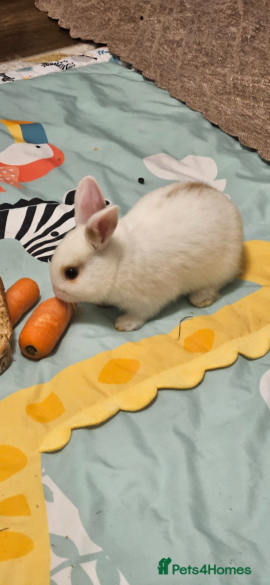 Mixed Breed rabbits They are mix rex and Dutch  - Advert 1