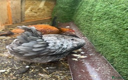 Chickens poultry for sale: 2 chickens looking for a home  - Image 2