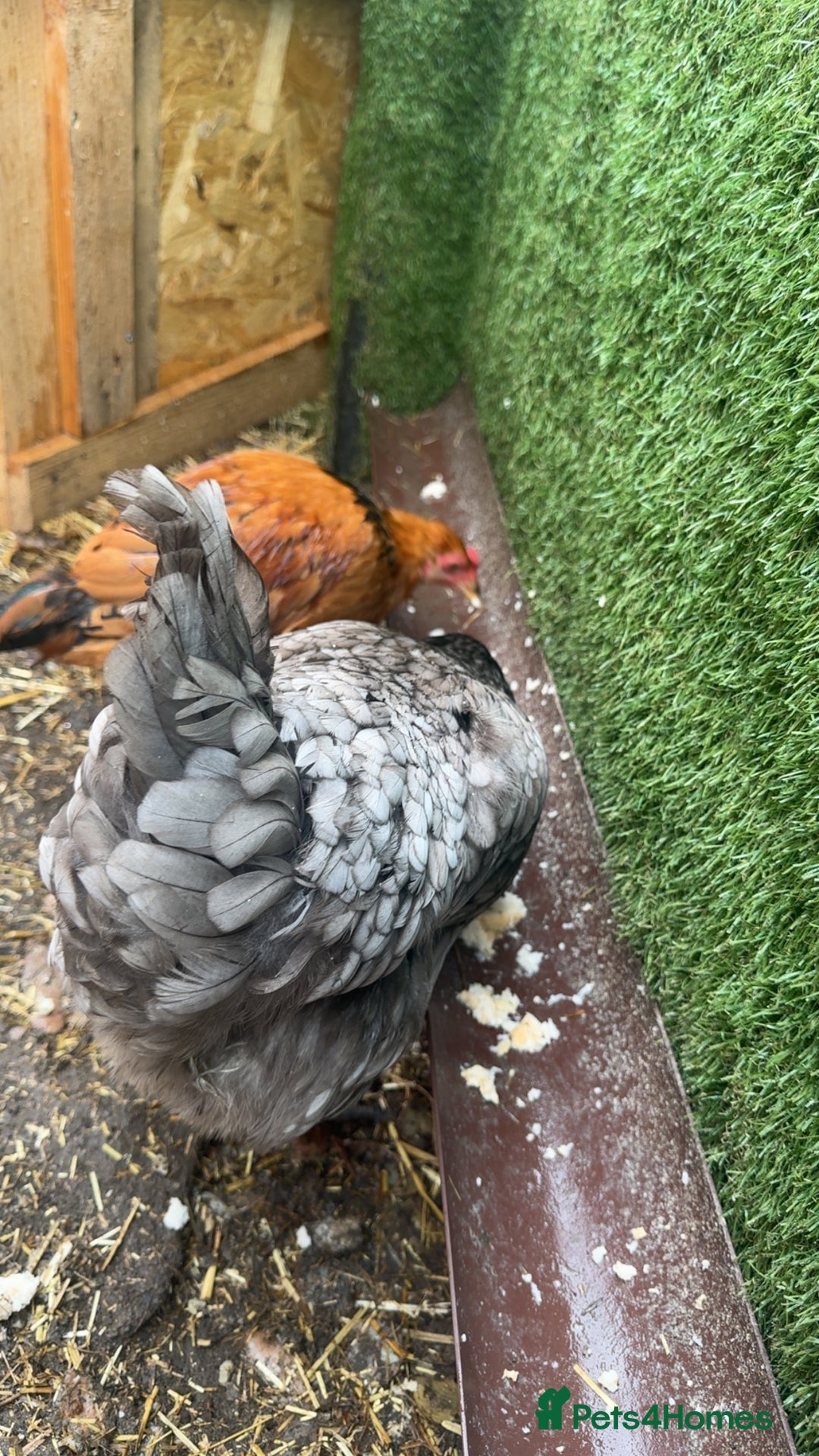 Chickens poultry for sale: 2 chickens looking for a home  - Image 2