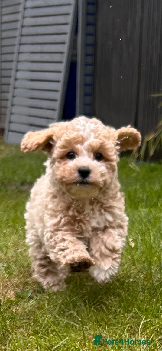 Shihpoo dogs Beautiful Shihpoos 🥰🐶 - Advert 1