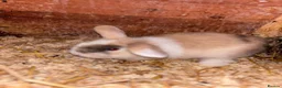 Mini Lop rabbits for sale: 5 beautiful bunnies for sale  - Advert 24