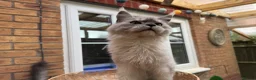 Maine Coon cats for sale: Exceptional pedigree MaineCoons - Phantom & Sprite - Advert 23