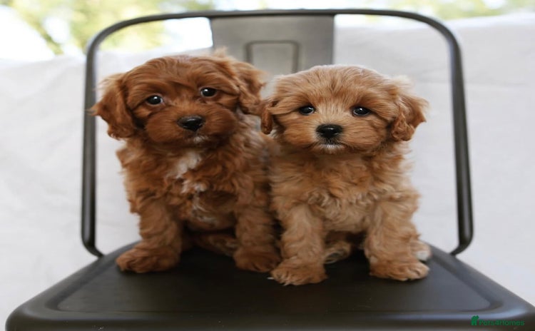 Cavapoo dogs - Advert 10