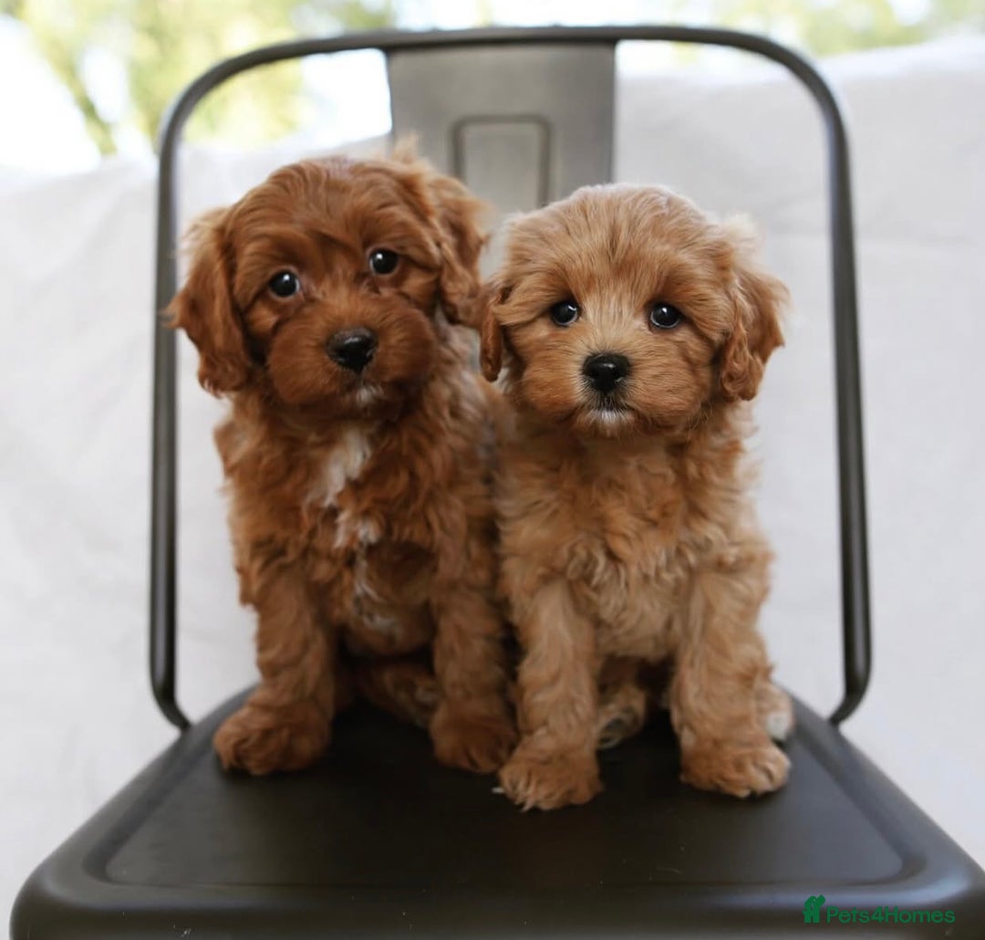 Cavapoo dogs for sale: Beautiful Cavapoo puppies! - Image 1
