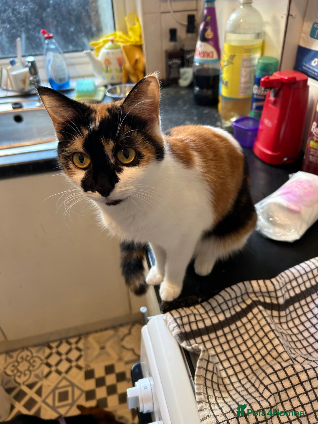 Domestic Shorthair cats for sale: Lovable friendly cat - Advert 2