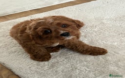 Cavapoo dogs for sale: **REHOME- F1 miniature cavapoo  - Image 1