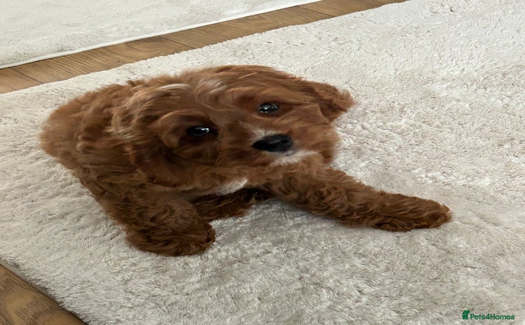 Cavapoo dogs - Advert 2
