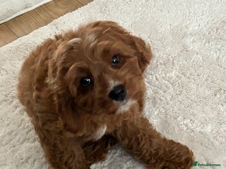 Cavapoo dogs - Advert 4