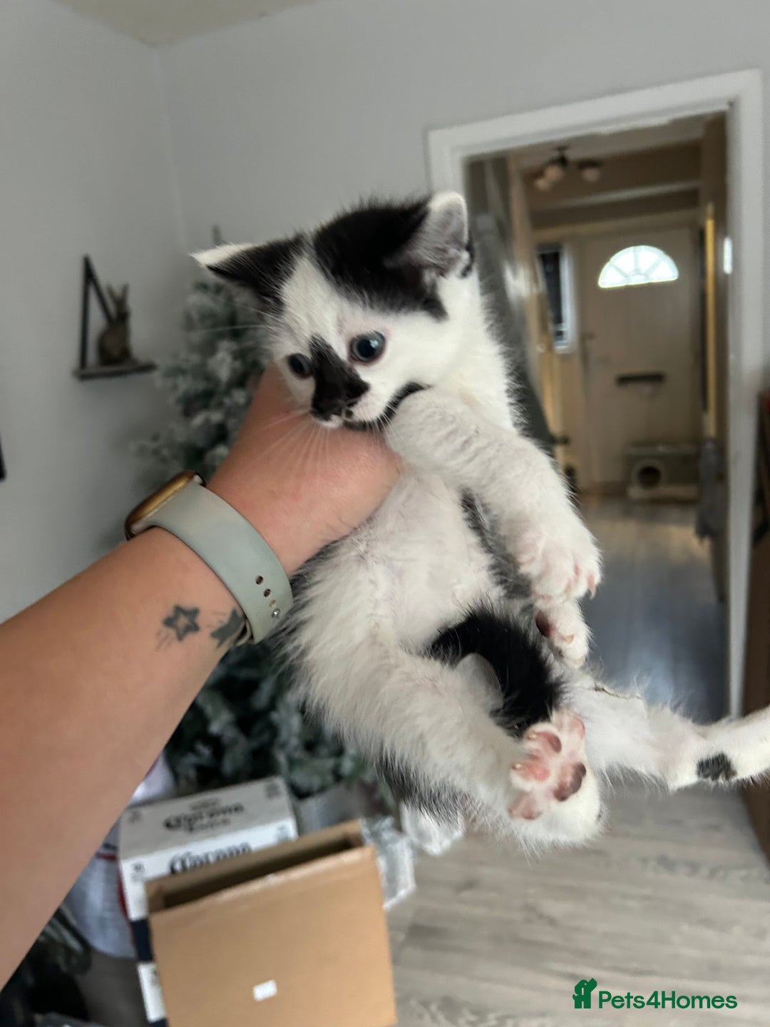 Mixed Breed cats for sale: BSH X KITTENS  - Advert 5