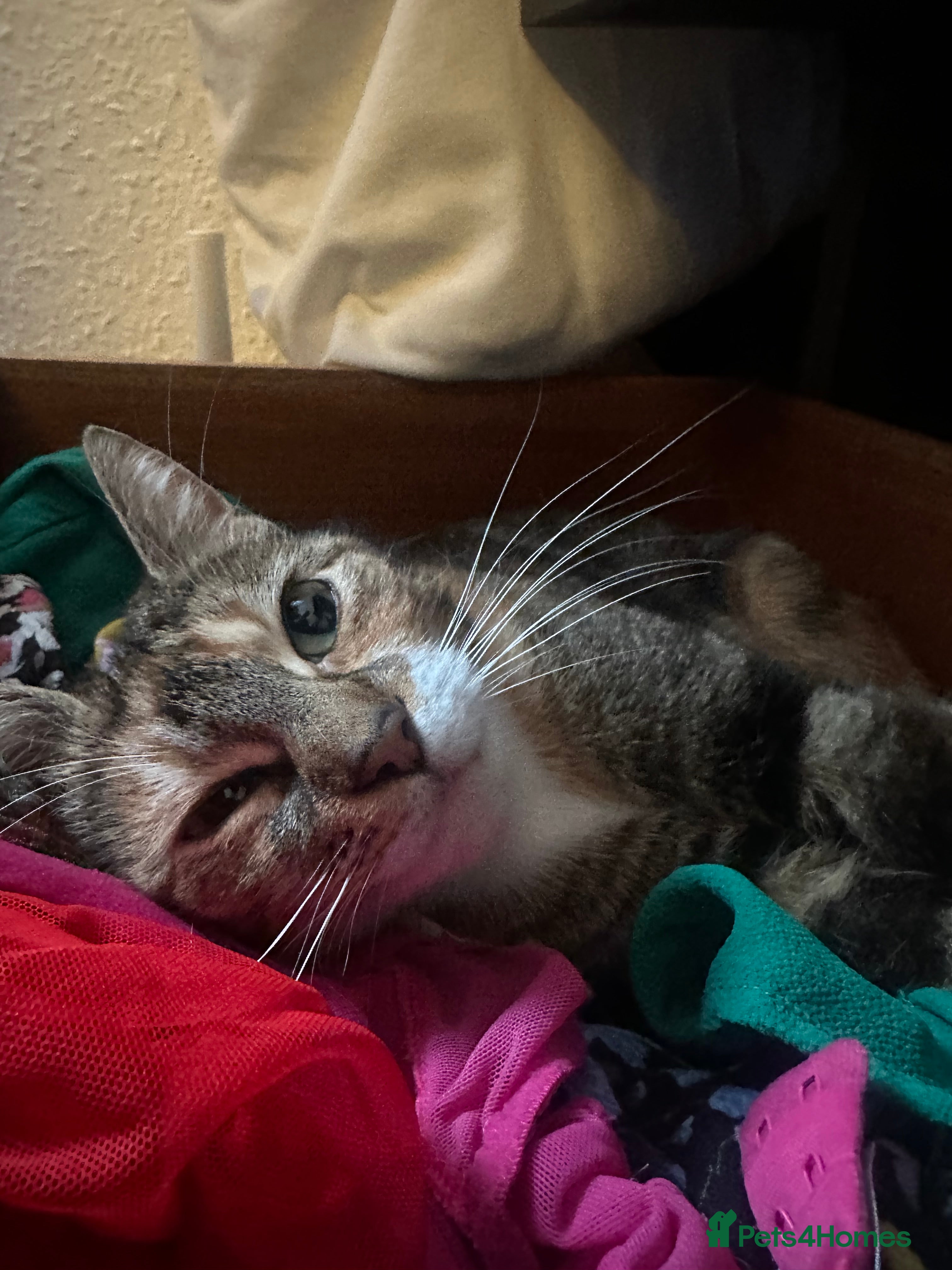 Mixed Breed cats X 3 Mixed tabby kittens - Advert 1