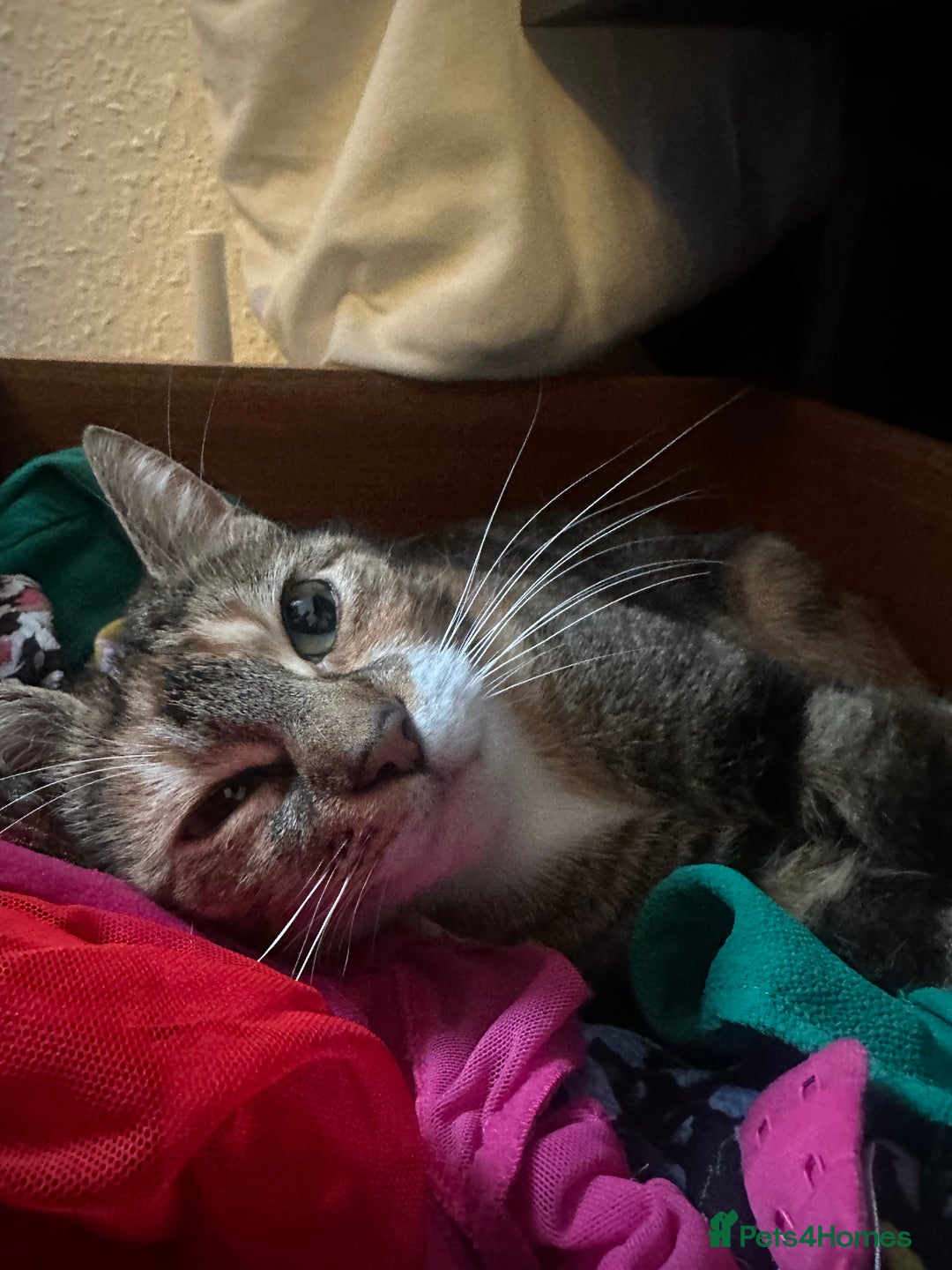 Mixed Breed cats for sale: X 3 Mixed tabby kittens - Advert 1