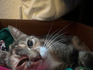 Mixed Breed cats X 3 Mixed tabby kittens - Advert 1