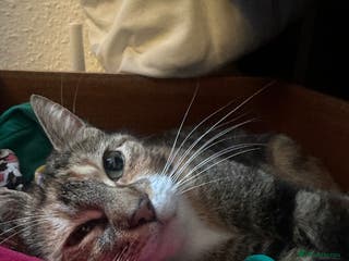 Mixed Breed cats X 3 Mixed tabby kittens - Advert 21